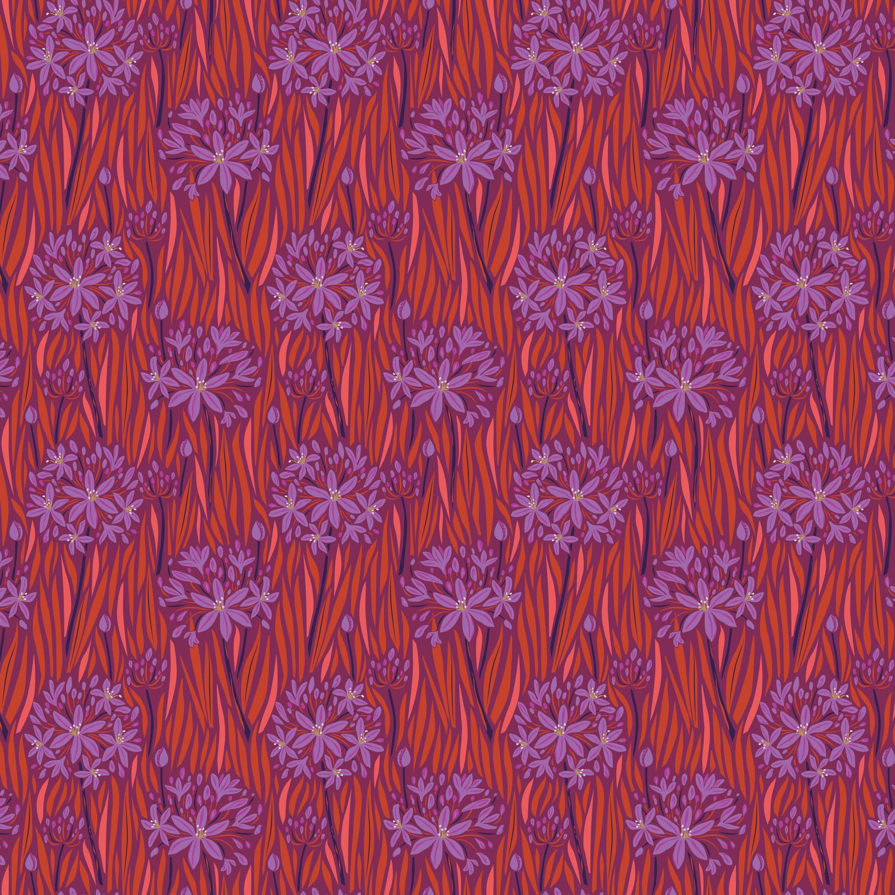 WANDERING EYE Agapantha warm