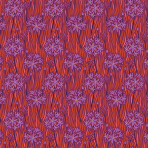WANDERING EYE Agapantha warm