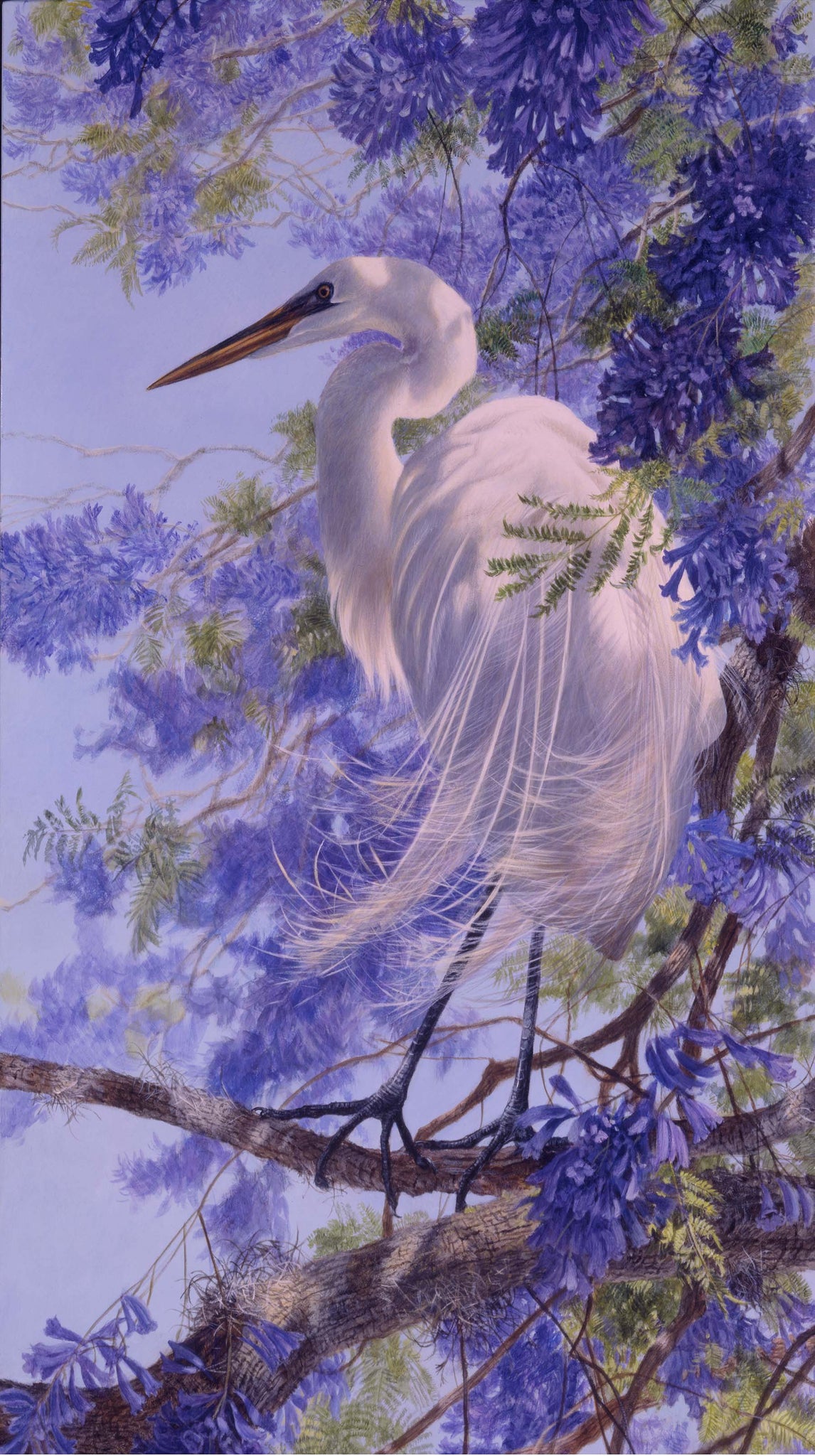 JACARANDA 24"x43"