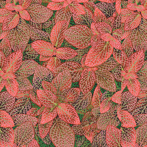 FITTONIA red NEW