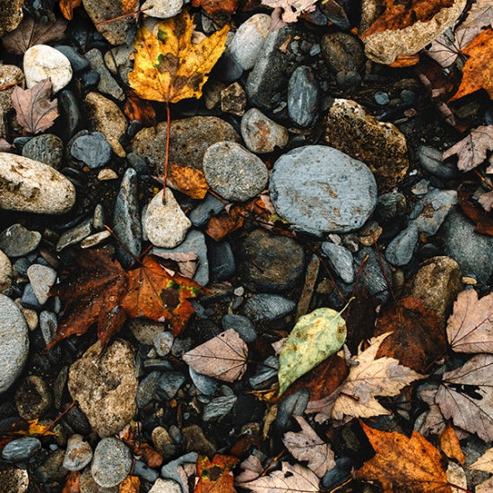 CALL OF THE WILD Rocks and Leaves natural - one yards