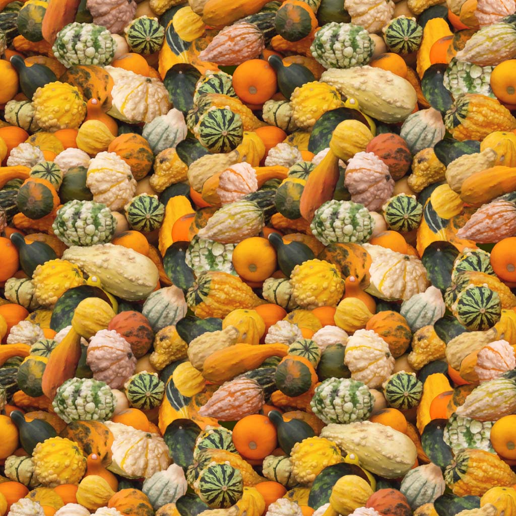 THE SECRET LIFE OF SQUIRRELS III Gourds multi color