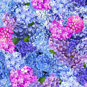 SPRING DREAM Hydrangeas DCX11759