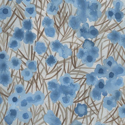 AUSTRALIAN Wax Flower blue