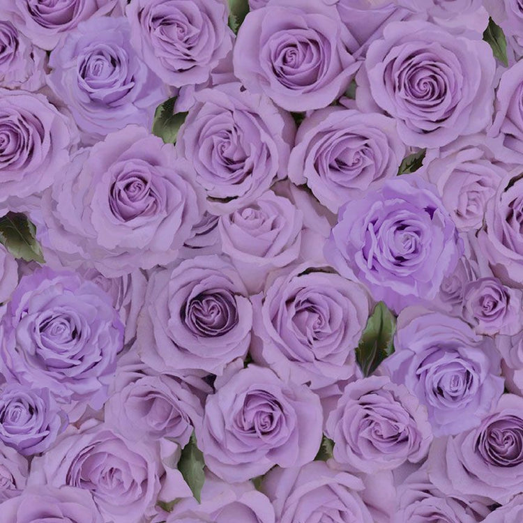 LOVE LETTER Packed Roses purple