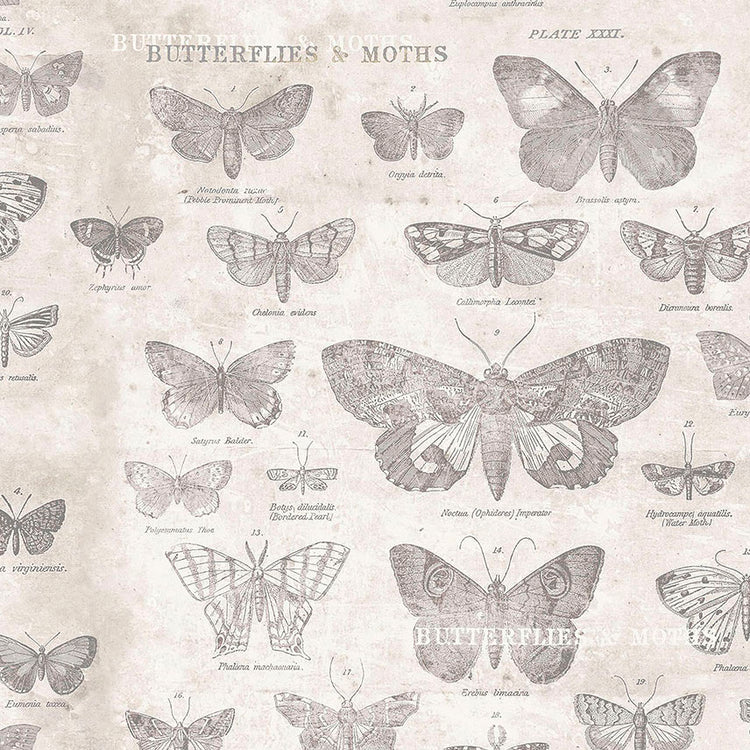MONOCHROME Butterflies parchment